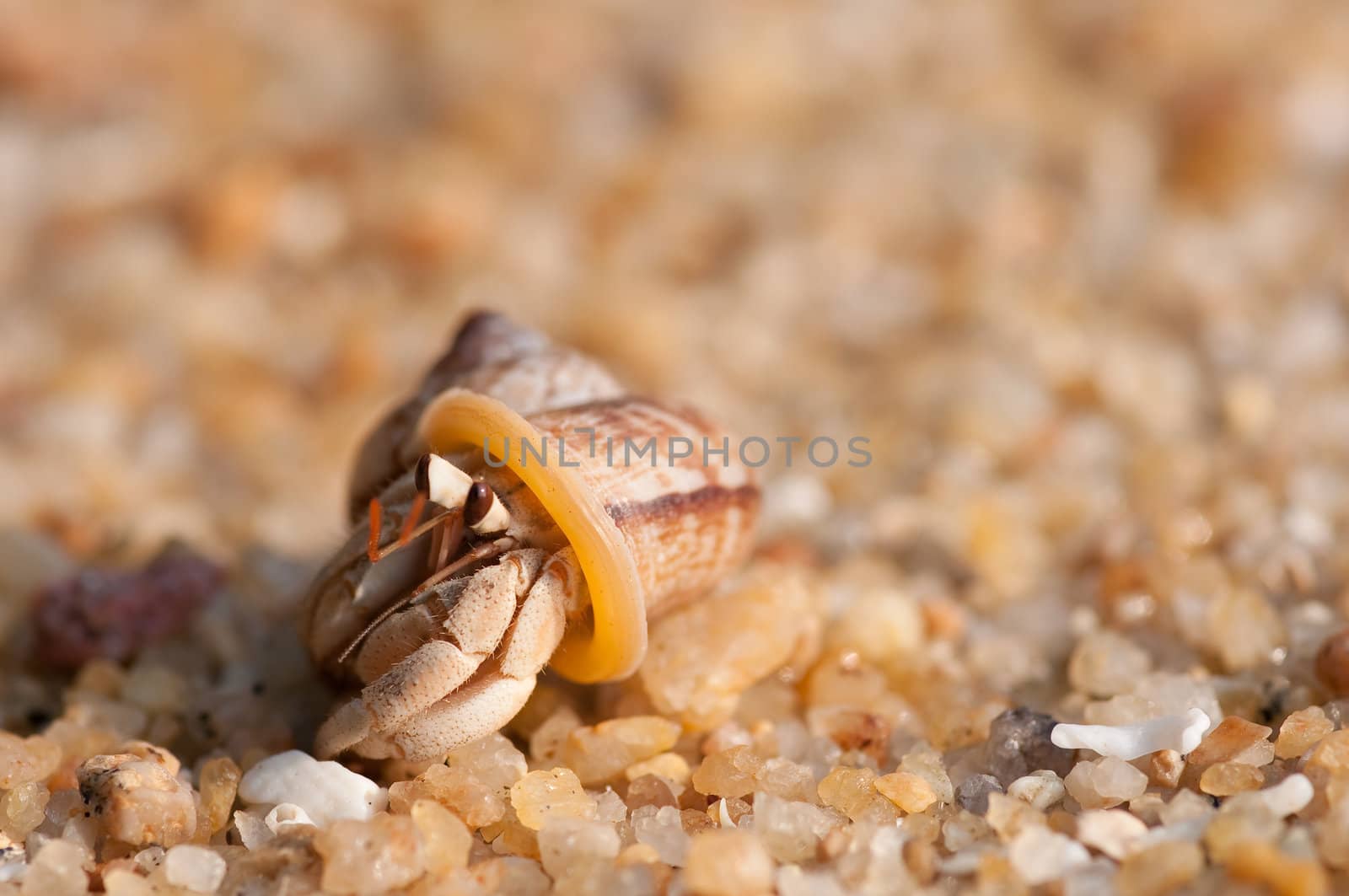 hermit crab on the beach,Surin island Thailand