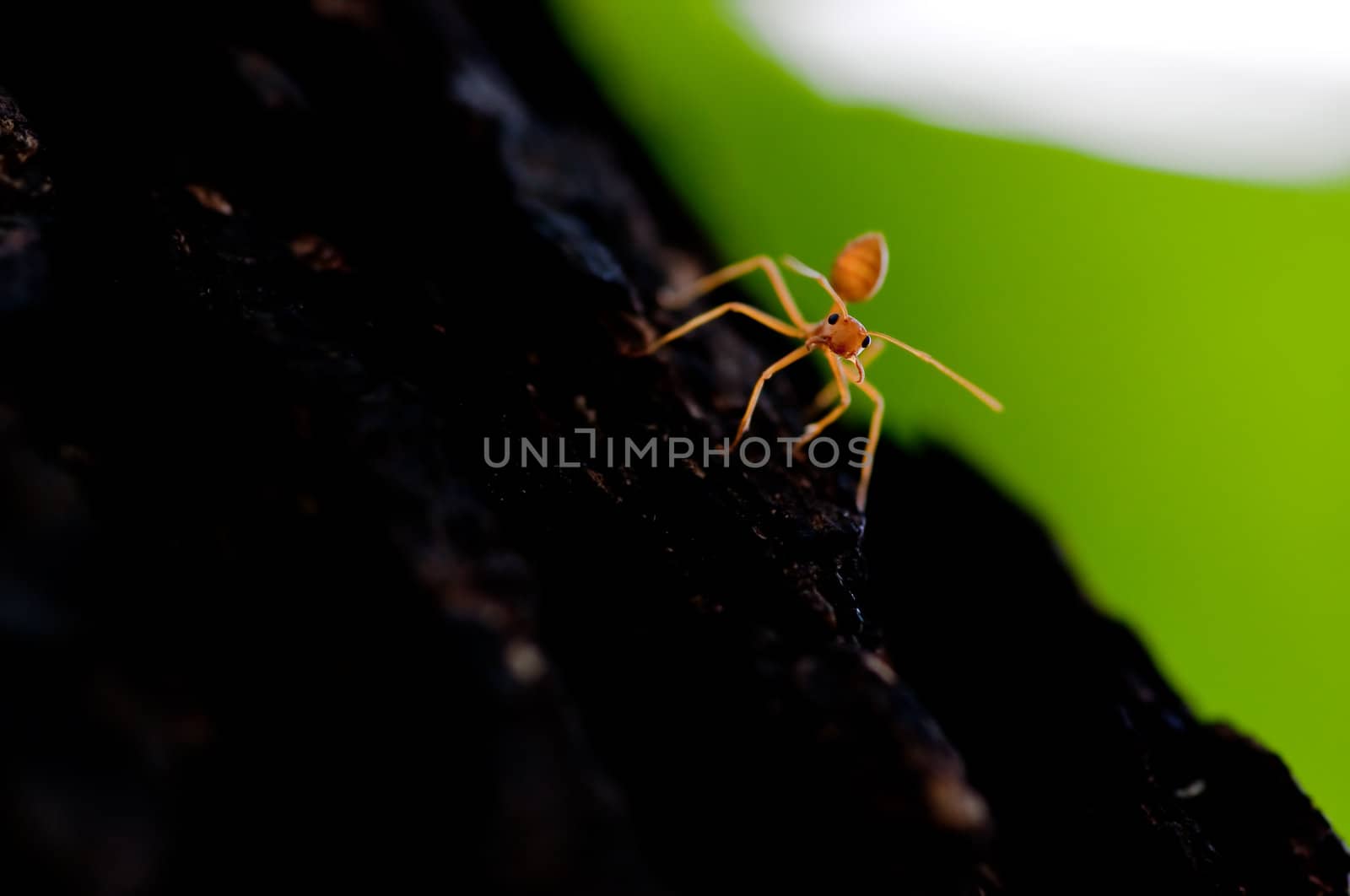 picture of red ant on a tree