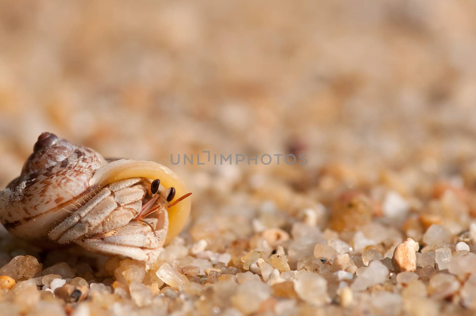 hermit crab on the beach,Surin island Thailand