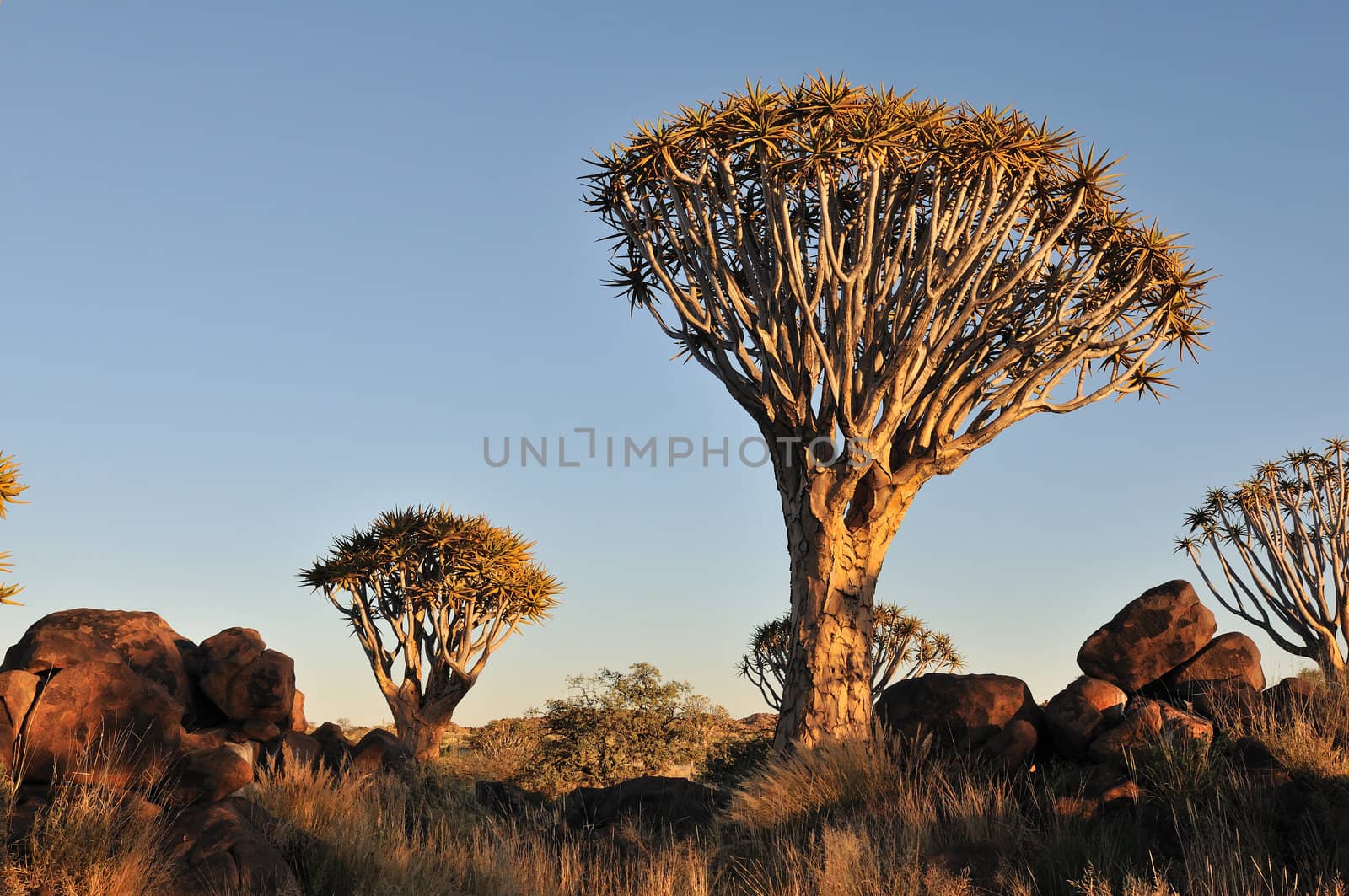 Sunrise at the Quiver Tree Forest near Keetmanshoop, Namibia