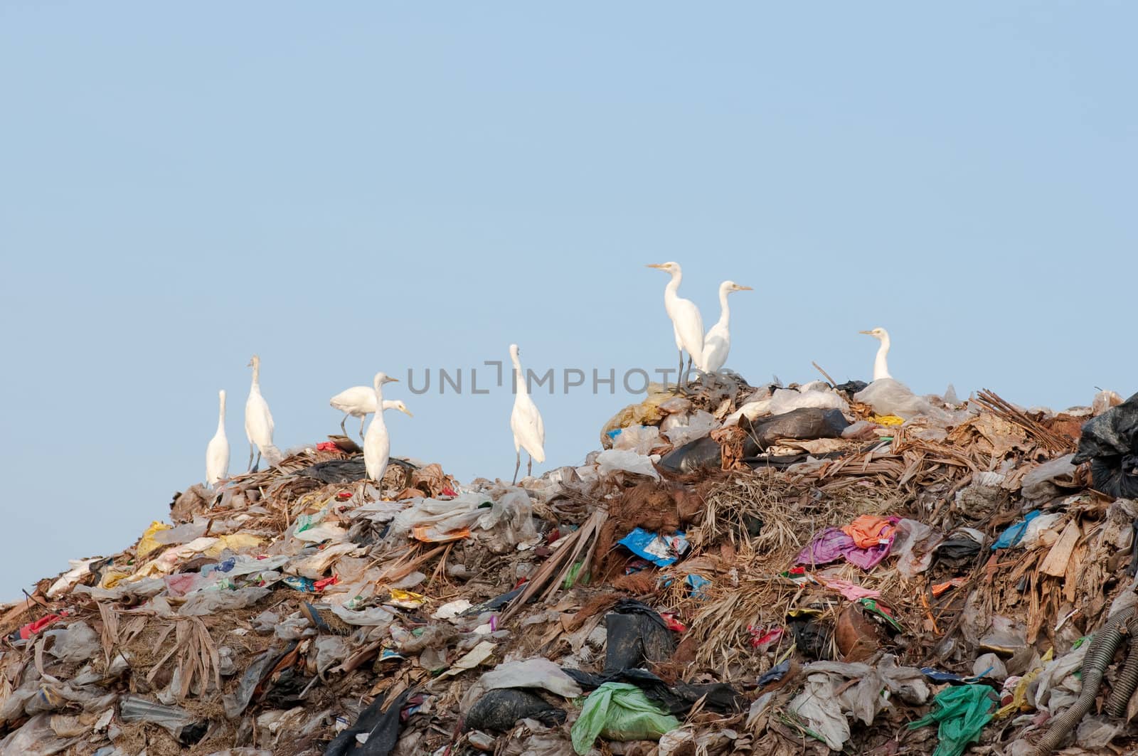 many egrets on the garbage heap