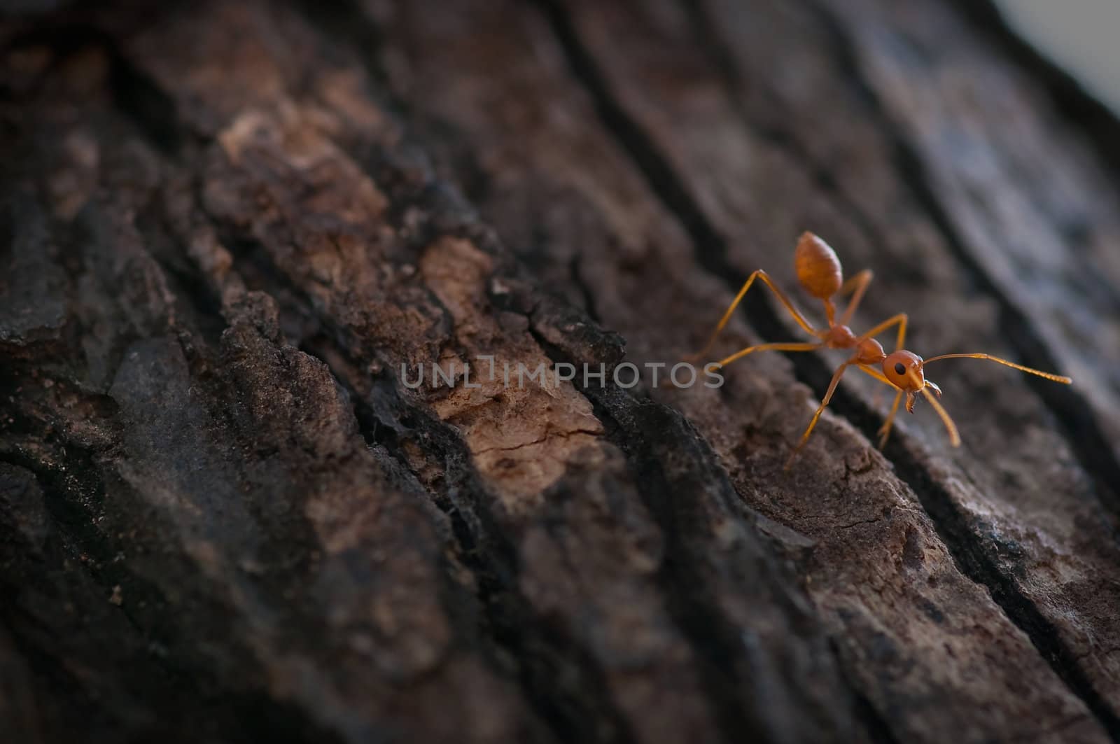 picture of red ant on a tree