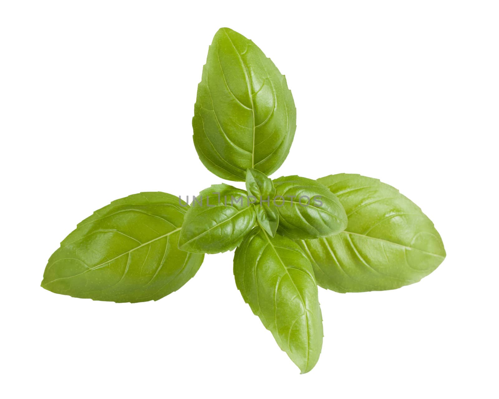 Closeup of fresh basil sprig isolated on a white background.