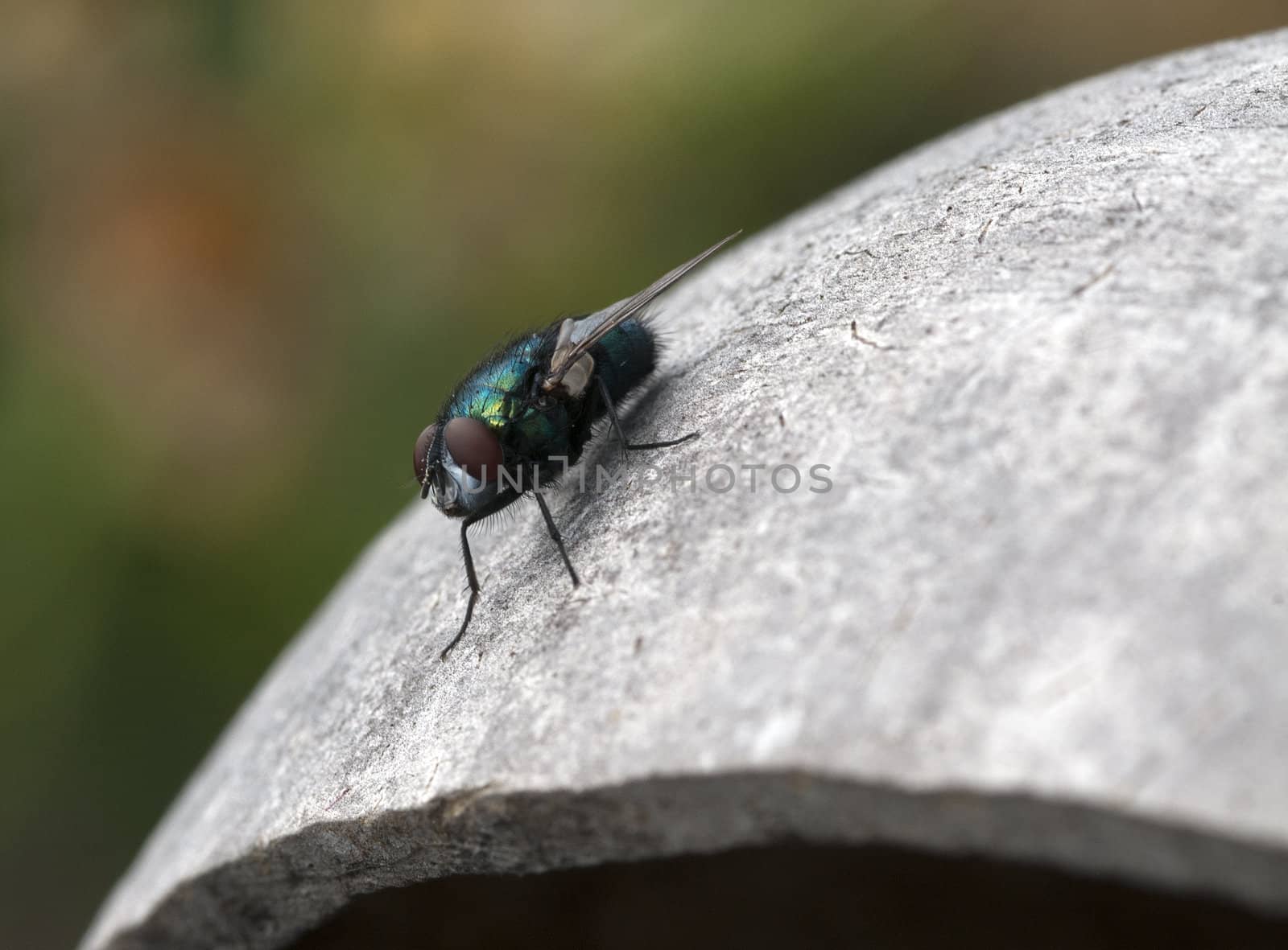 macro from a fly on a coconut with blurry background