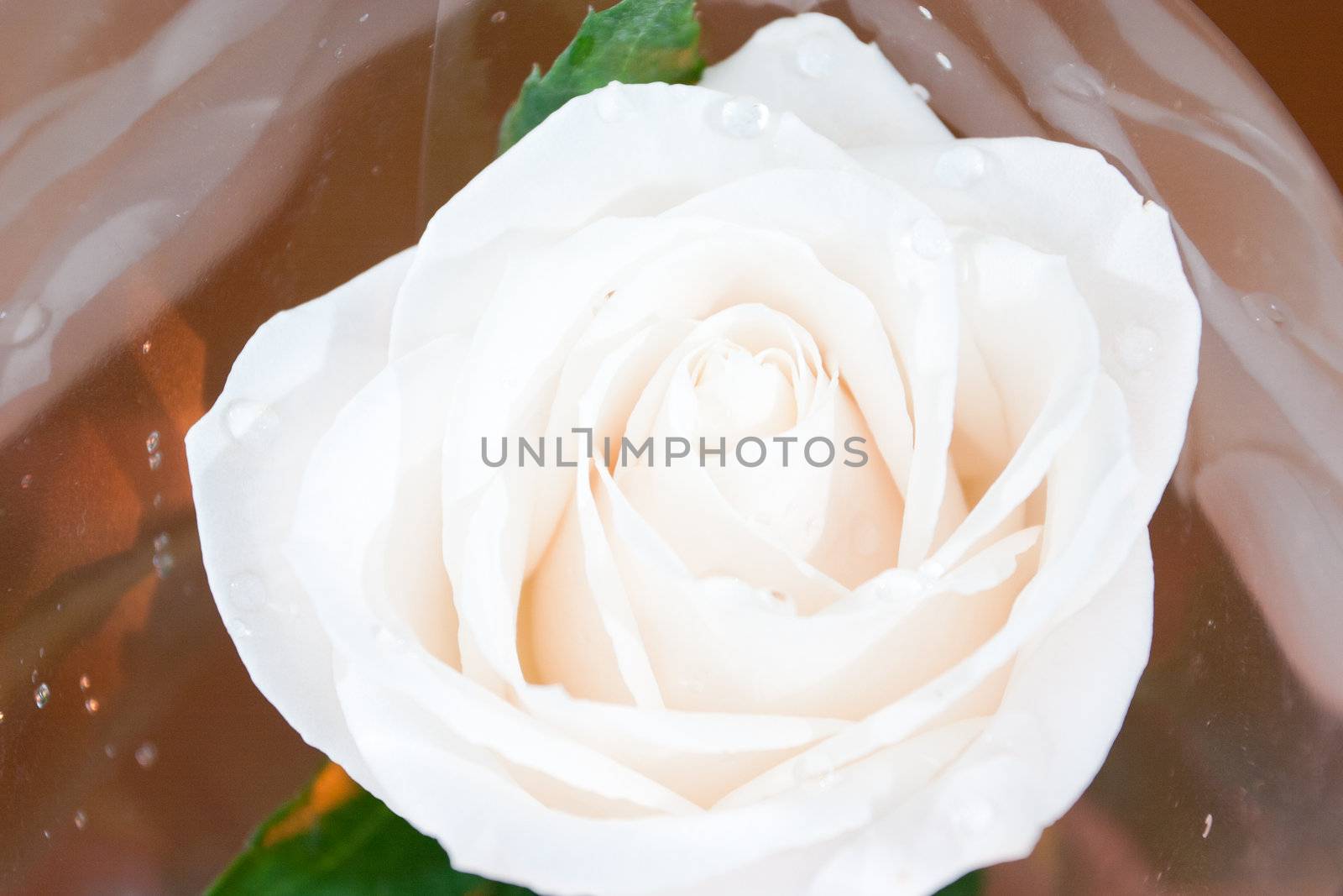 big white rose with drops of water