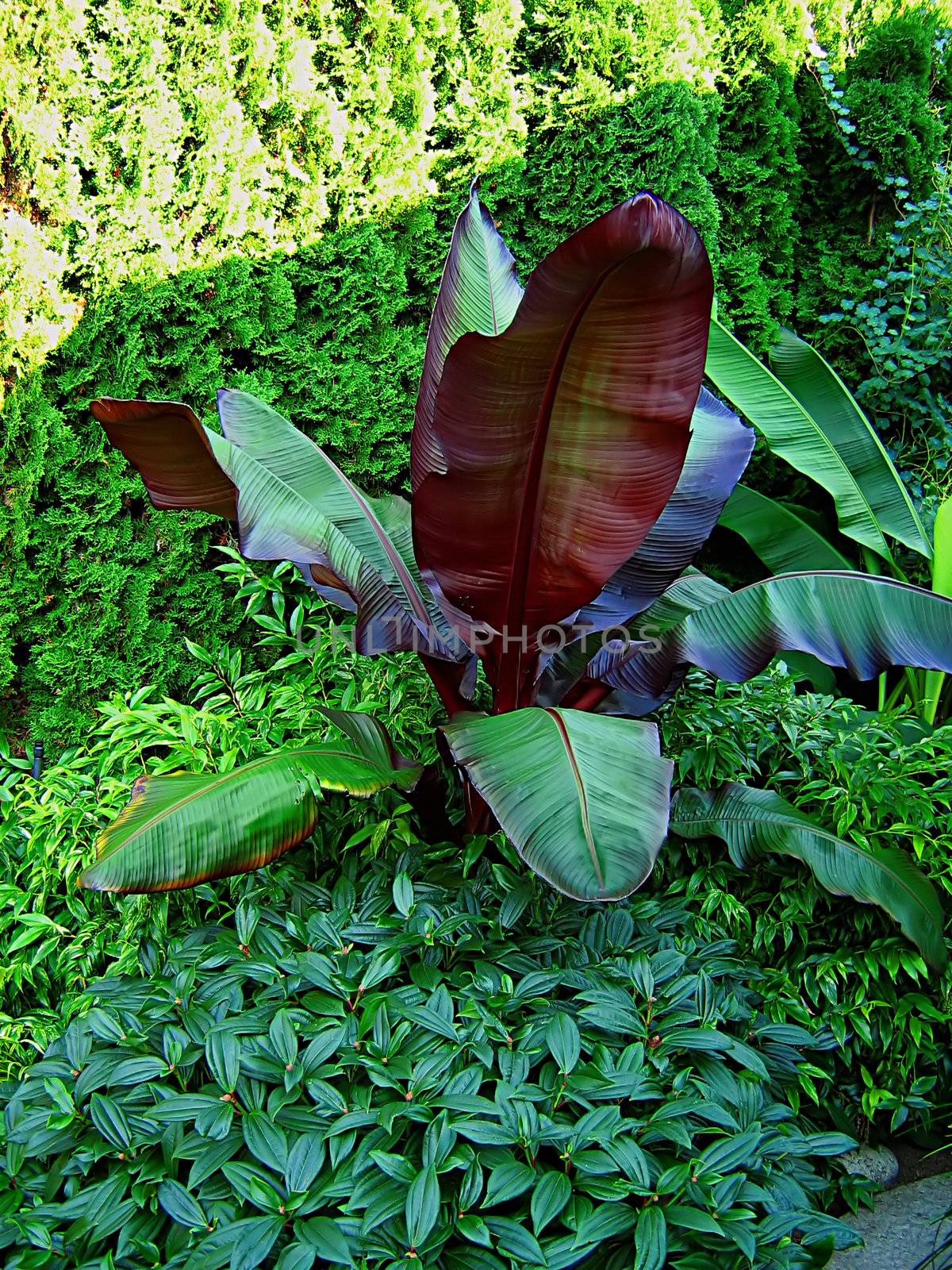 A photograph of various vegetation used in landscaping.  The large broad-leafed plant is a banana.
