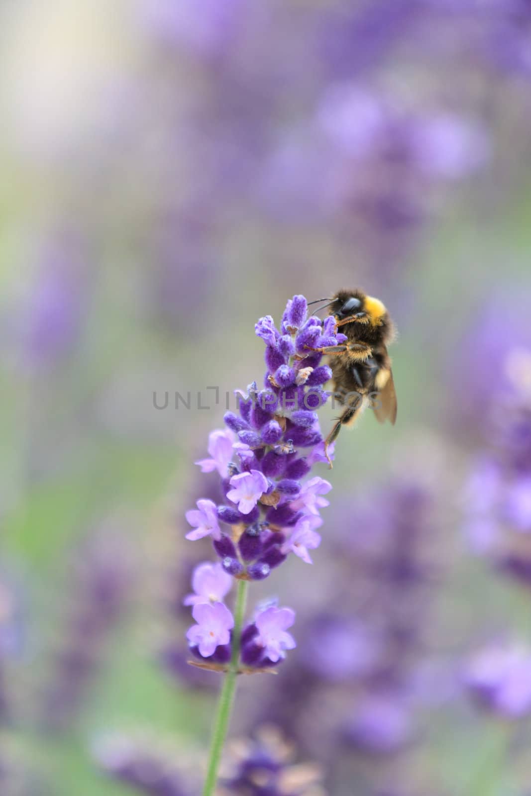 lavender flowers 