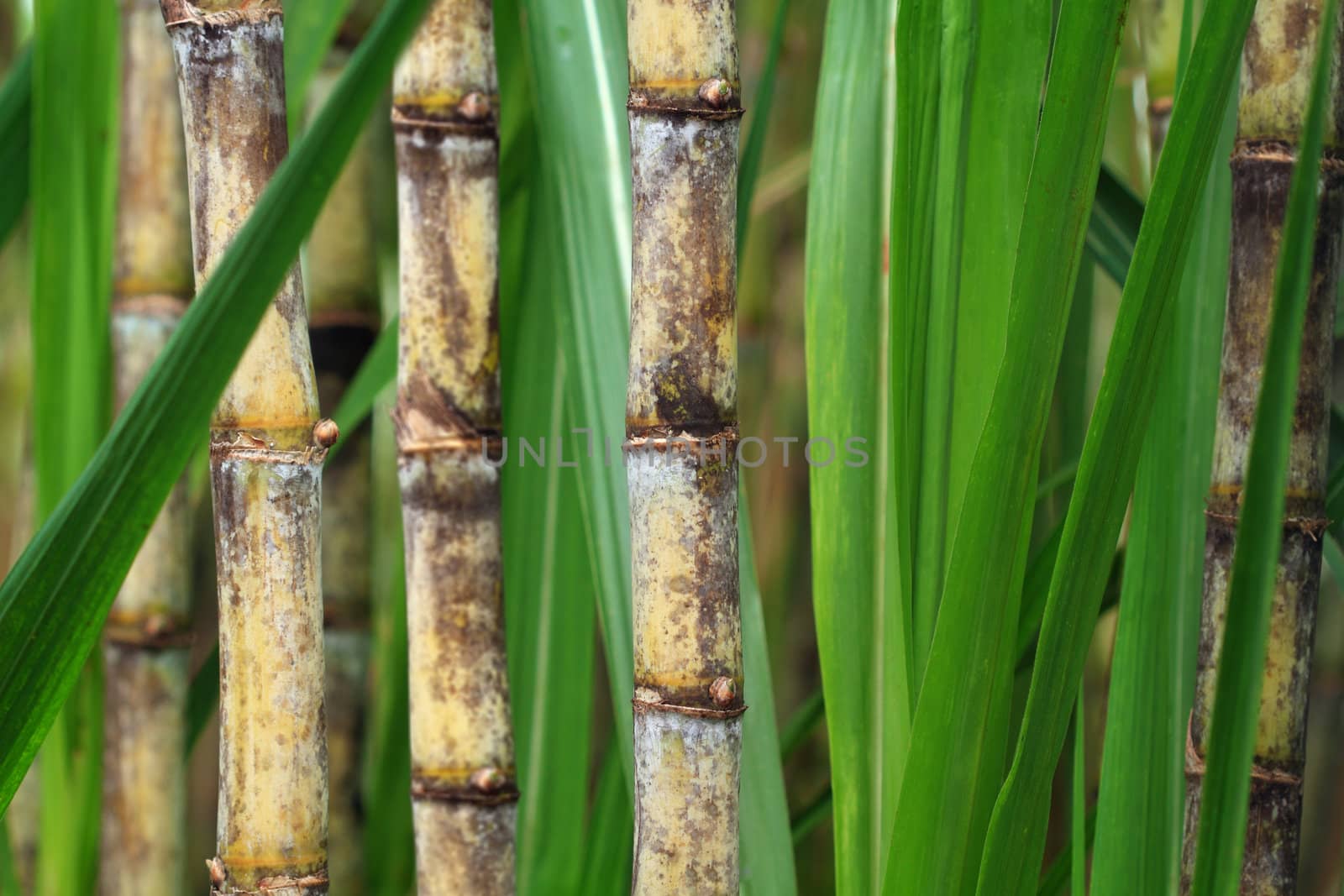 Close up of sugarcane plant by photosoup