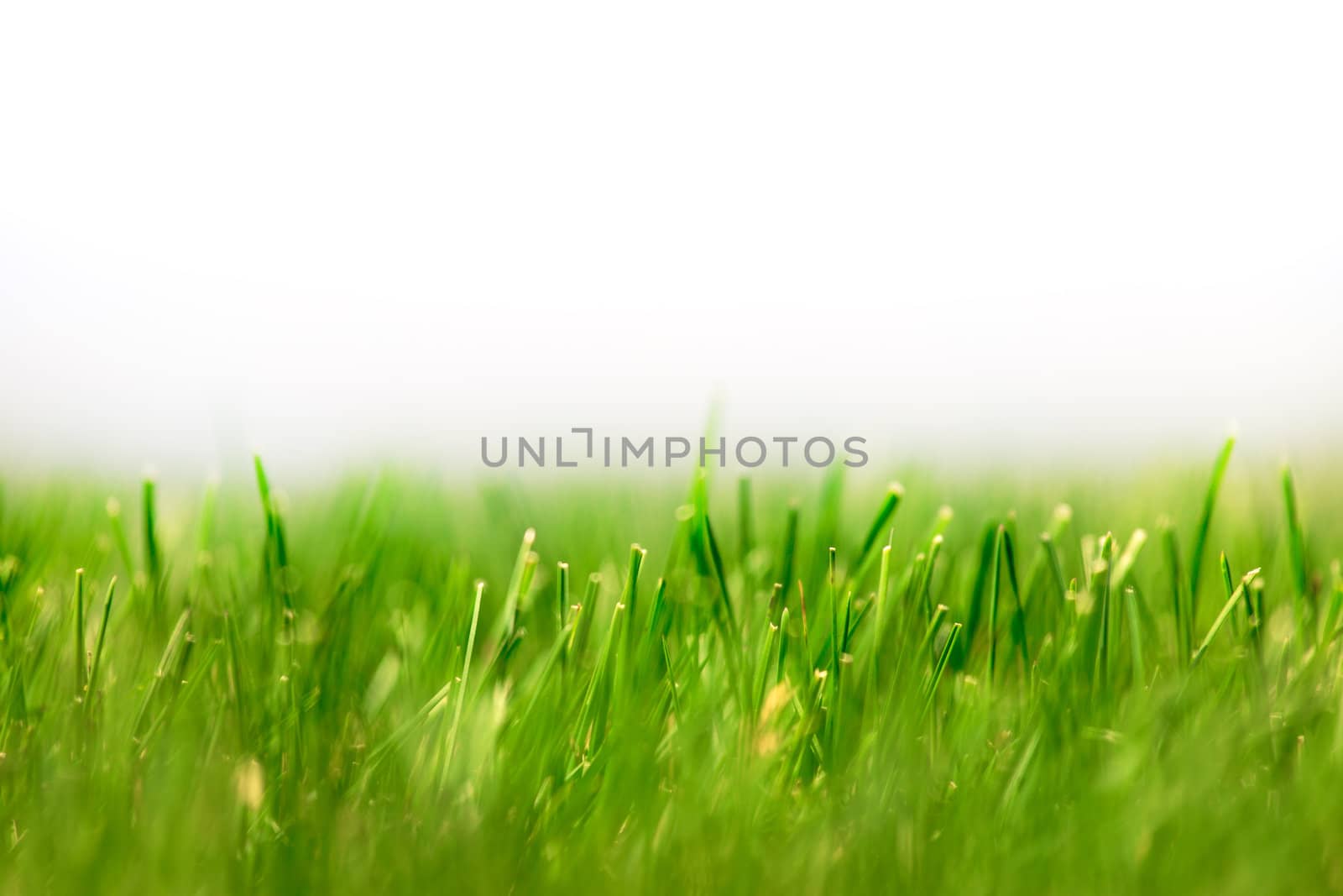 Fresh Green Grass Background by Discovod