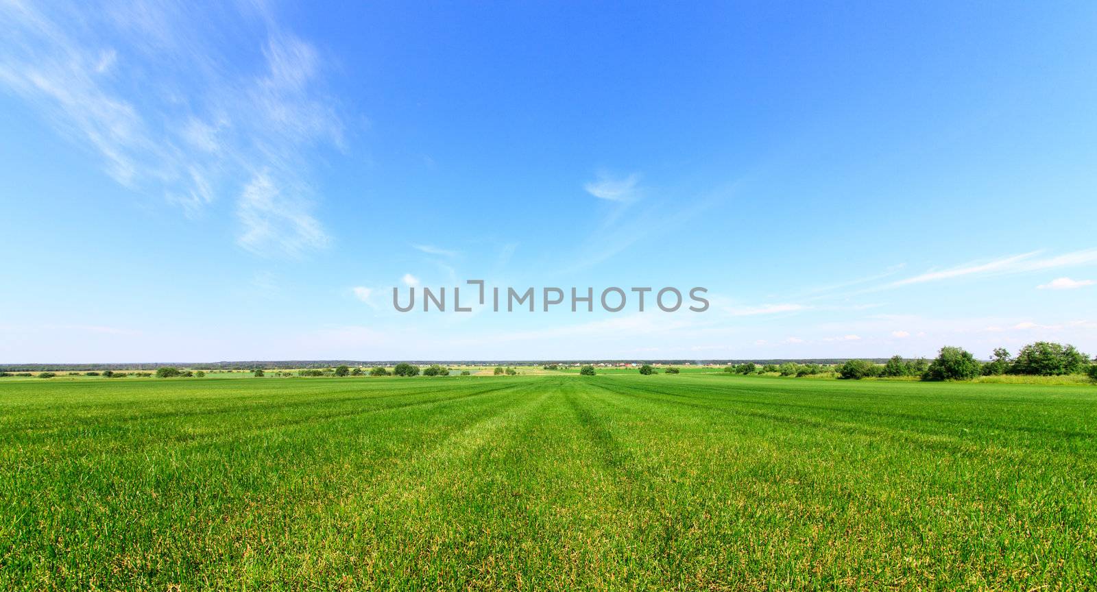 Summer Meadow on Blue Sky background