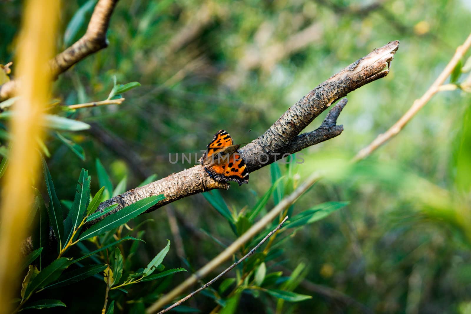 little butterfly sitting on a tree branch of green leaves