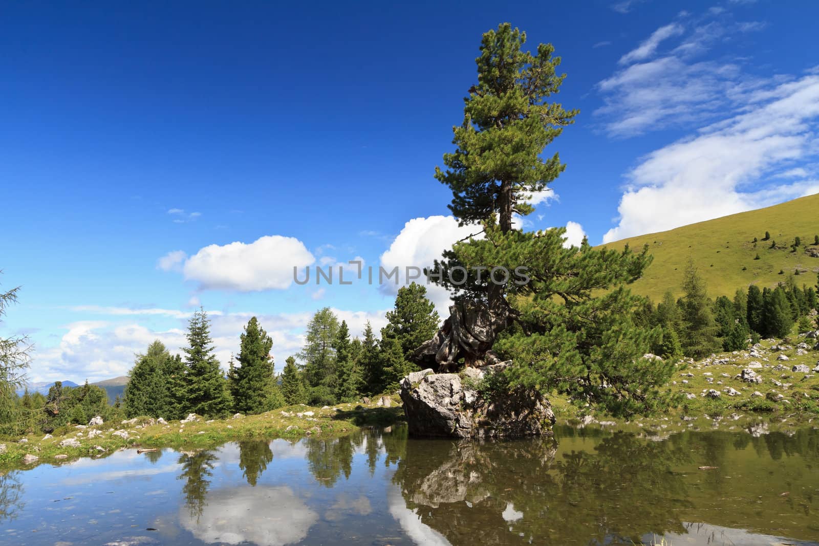 small lake with a fir on a rock over the water in high Gardena valley, Alto Adige, Italy