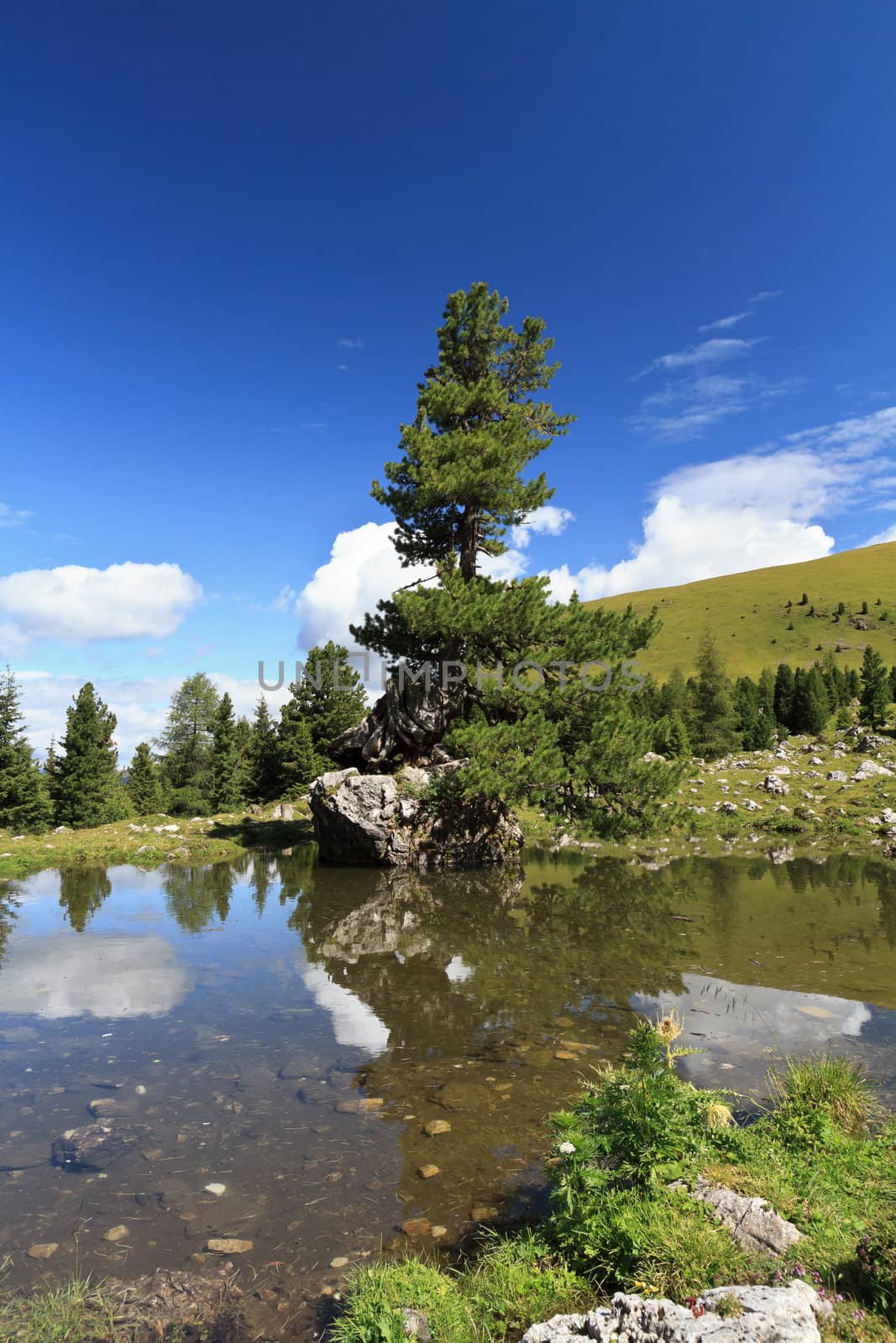 small lake with a fir on a rock over the water in high Gardena valley, Alto Adige, Italy