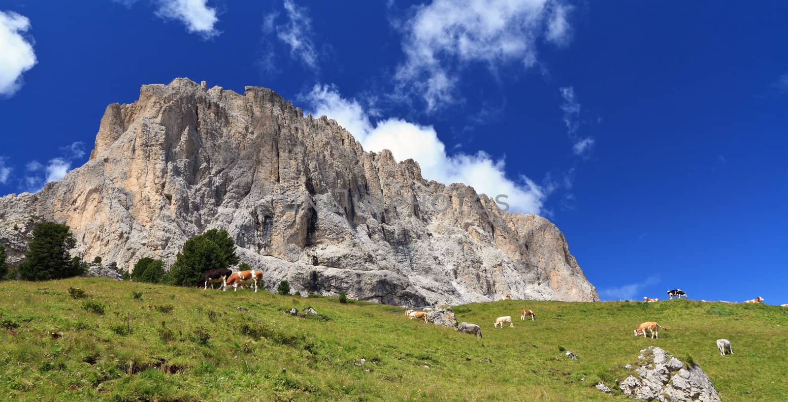high pasture with cows beneath Sassolungo - Langkofel Dolomites