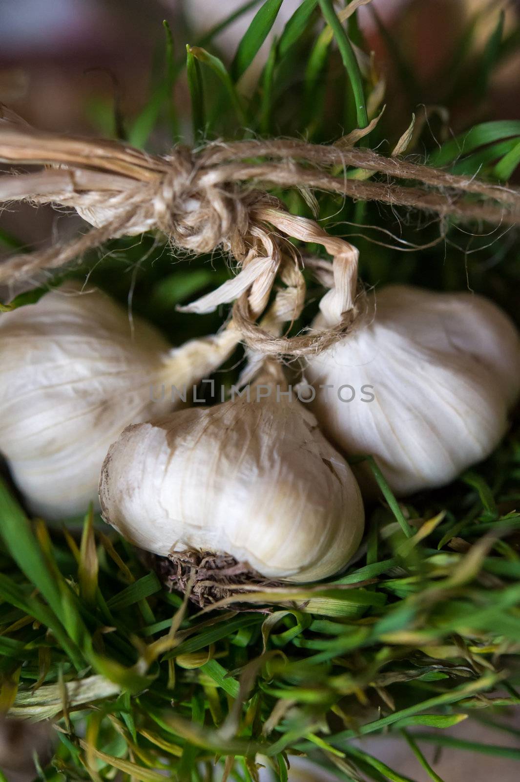 Vintage still life with tied garlic on green grass. Shallow DOF