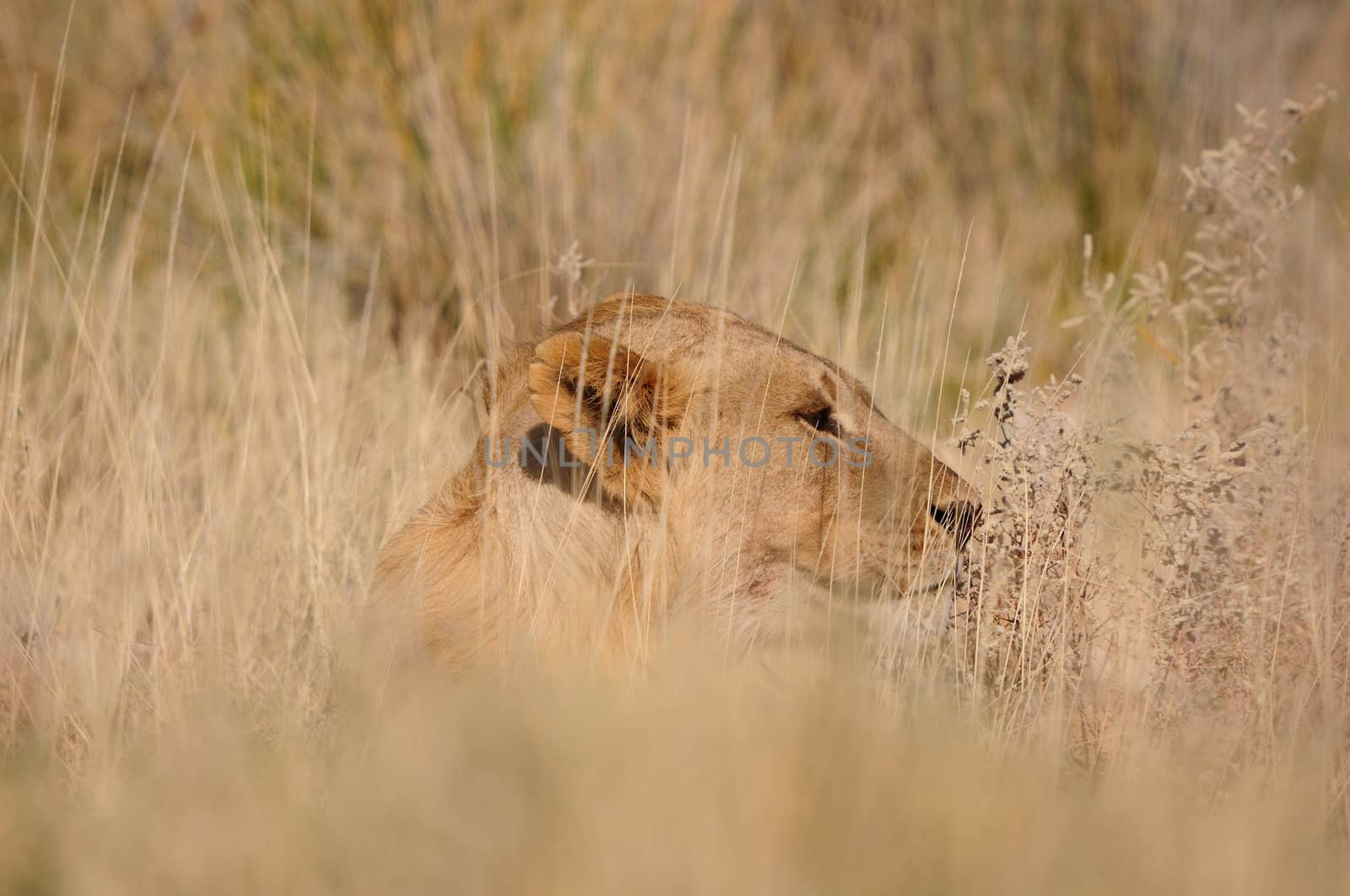 Lion, Panthera leo, Etosha National Park, Namibia