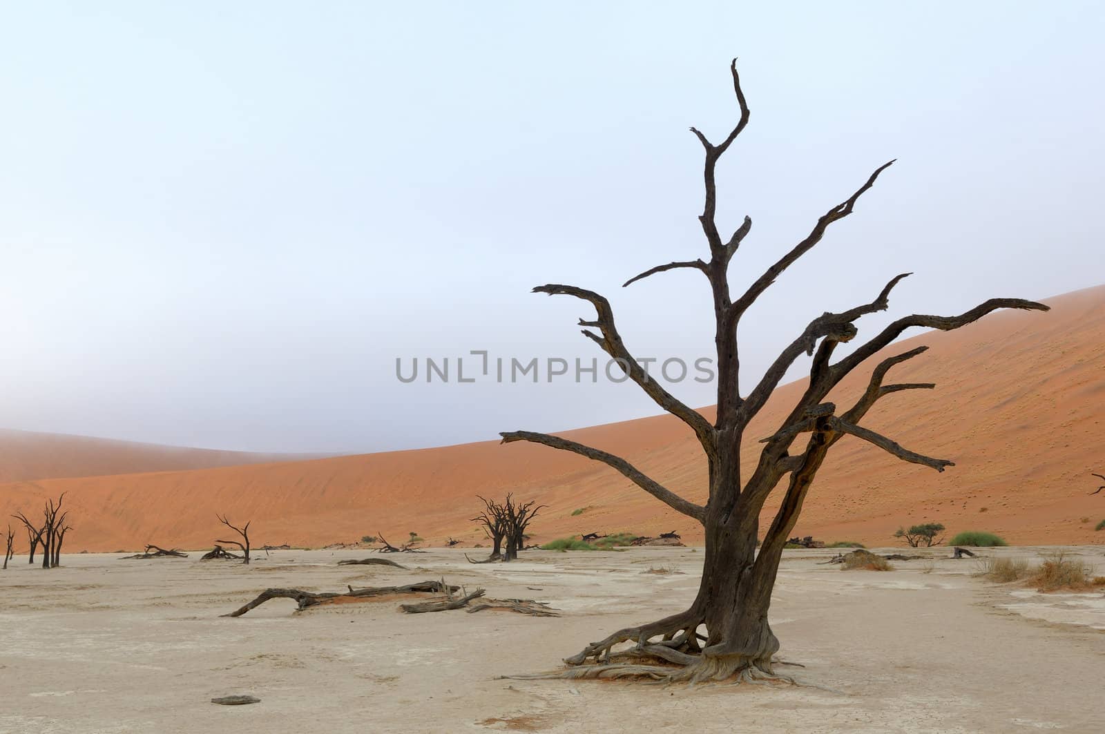 A lonely tree skeleton at Deadvlei near Sossusvlei, Namibia