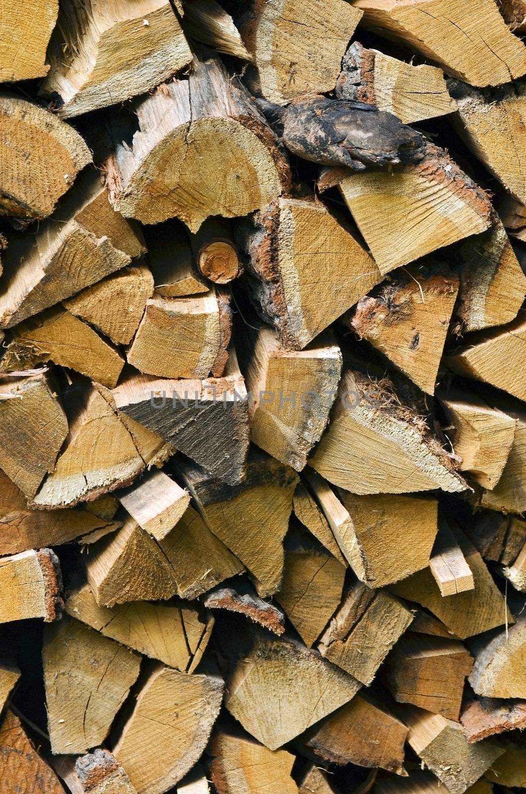 Wood logs by Vectorex