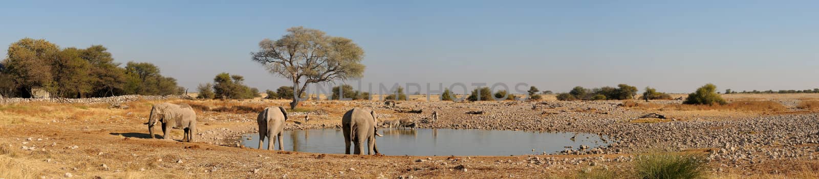 Panorama from four photos of Okaukeujo waterhole, Etosha National Park, Namibia