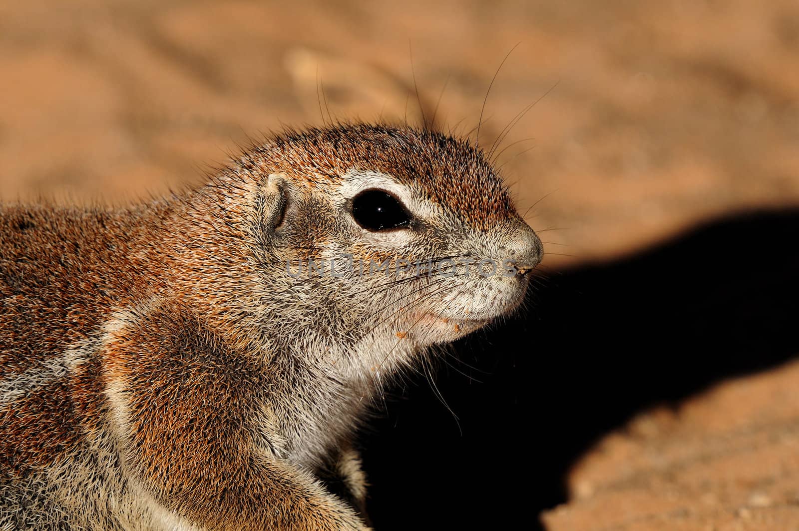 Cape Ground Squirrel (Xerus Inauris). Photo taken at Mata Mata in the Kgalagadi Transfrontier Park, South Africa