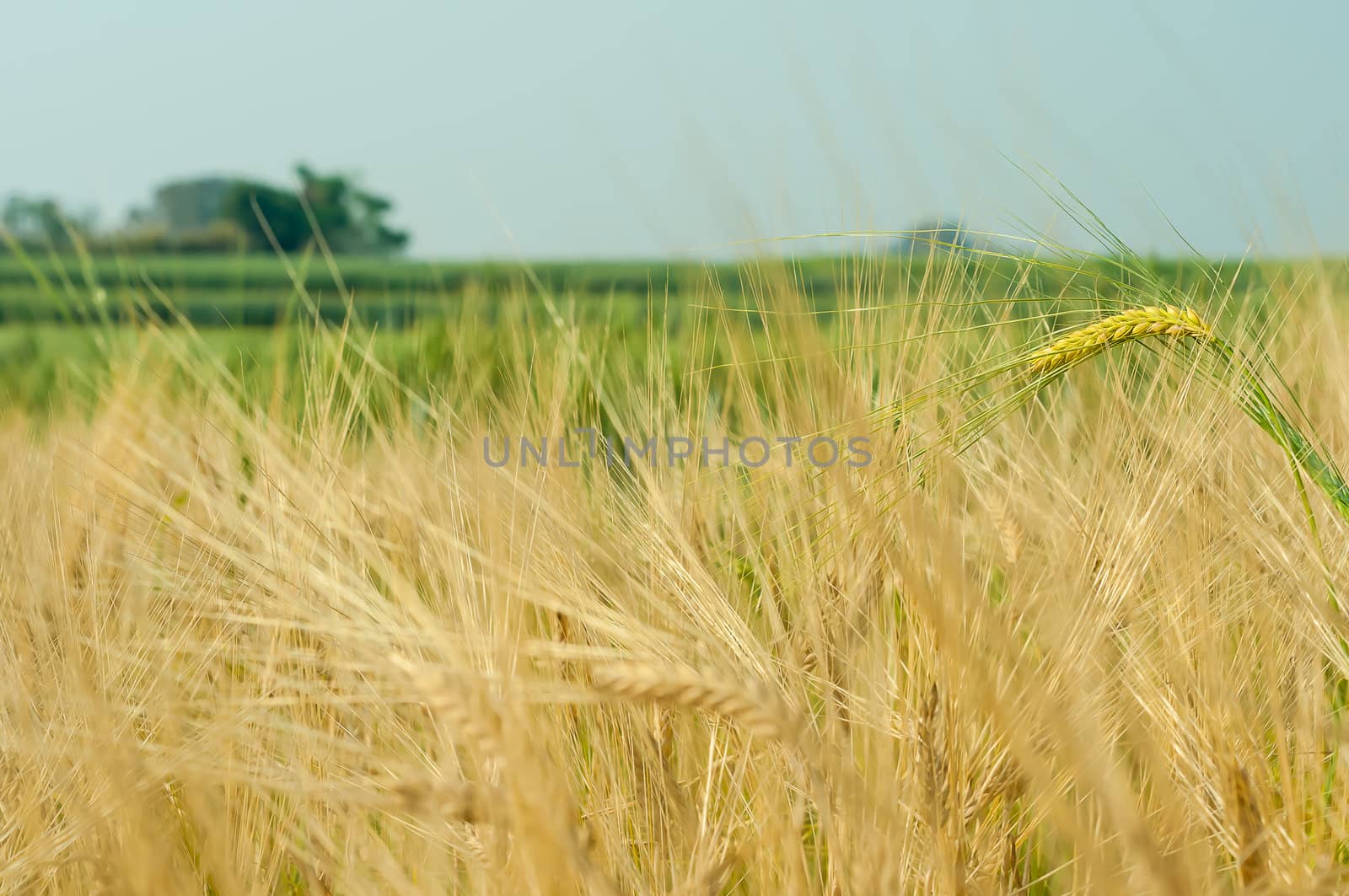 wheat barley in farm with nature light