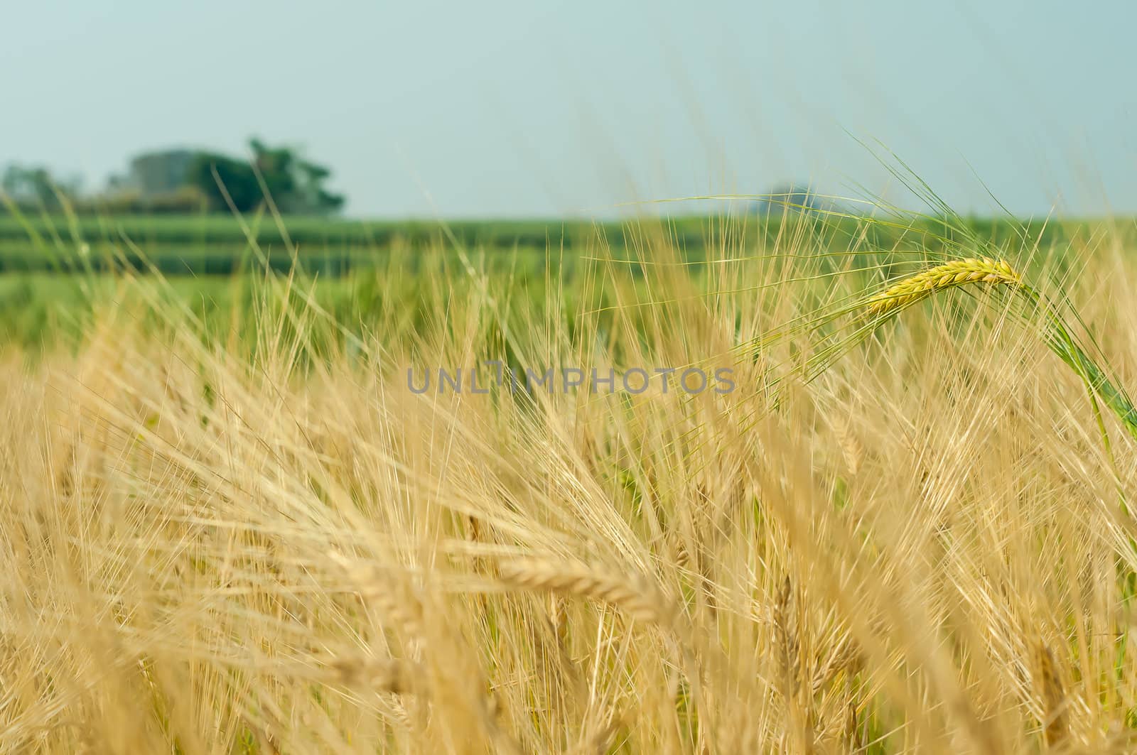 Green barley in farm with nature light  by moggara12