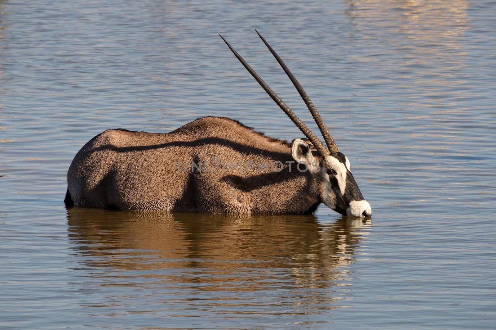 Orix (Gemsbok) drinking water, Okaukeujo waterhole, Etosha National Park, Namibia