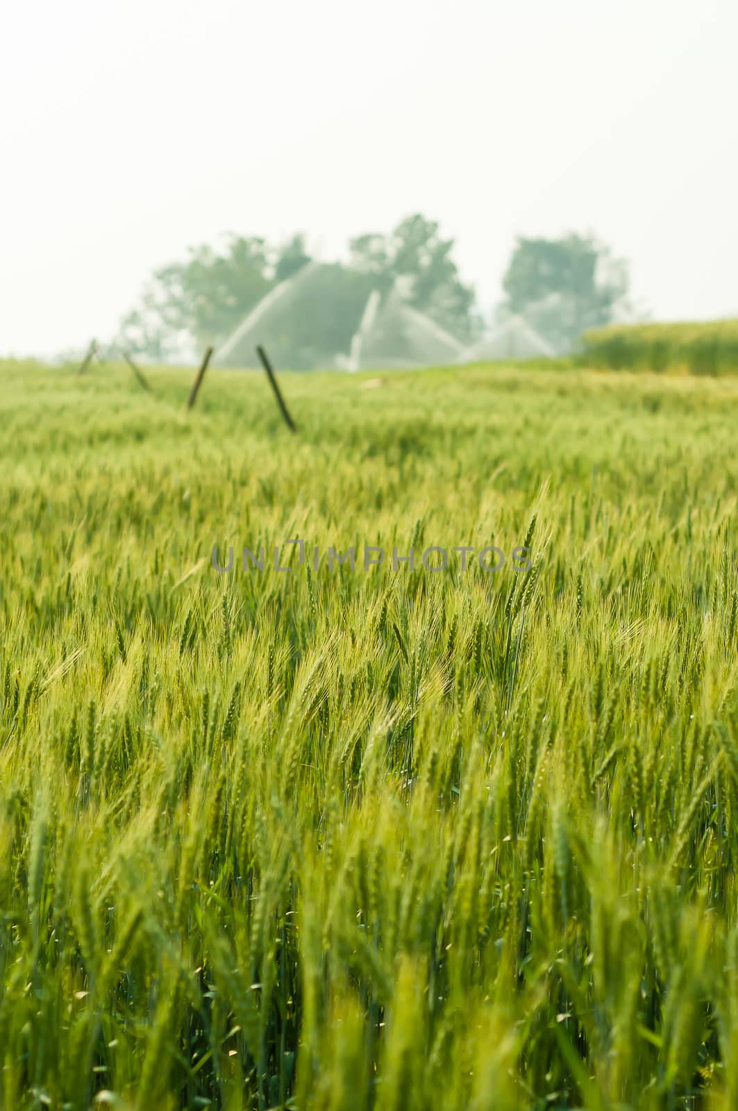 Green barley in farm with nature light  by moggara12