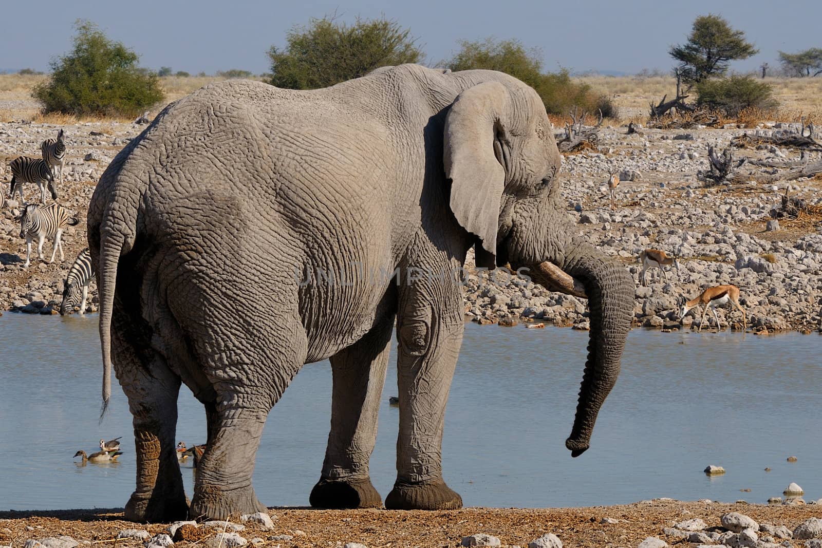 Elephant resting it's trunk on tusk in the Etosha National Park, Namibia