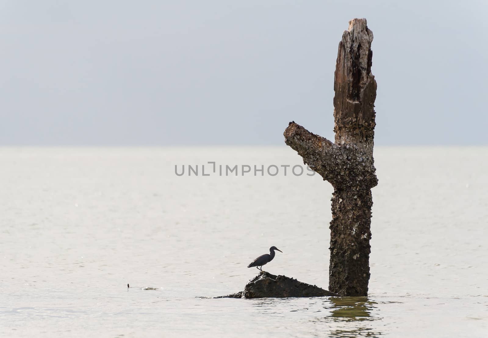 White Egret bird at on stump by moggara12