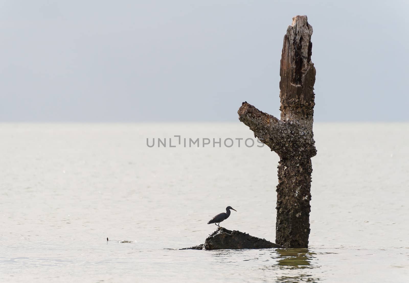 White Egret bird at on stump in sea