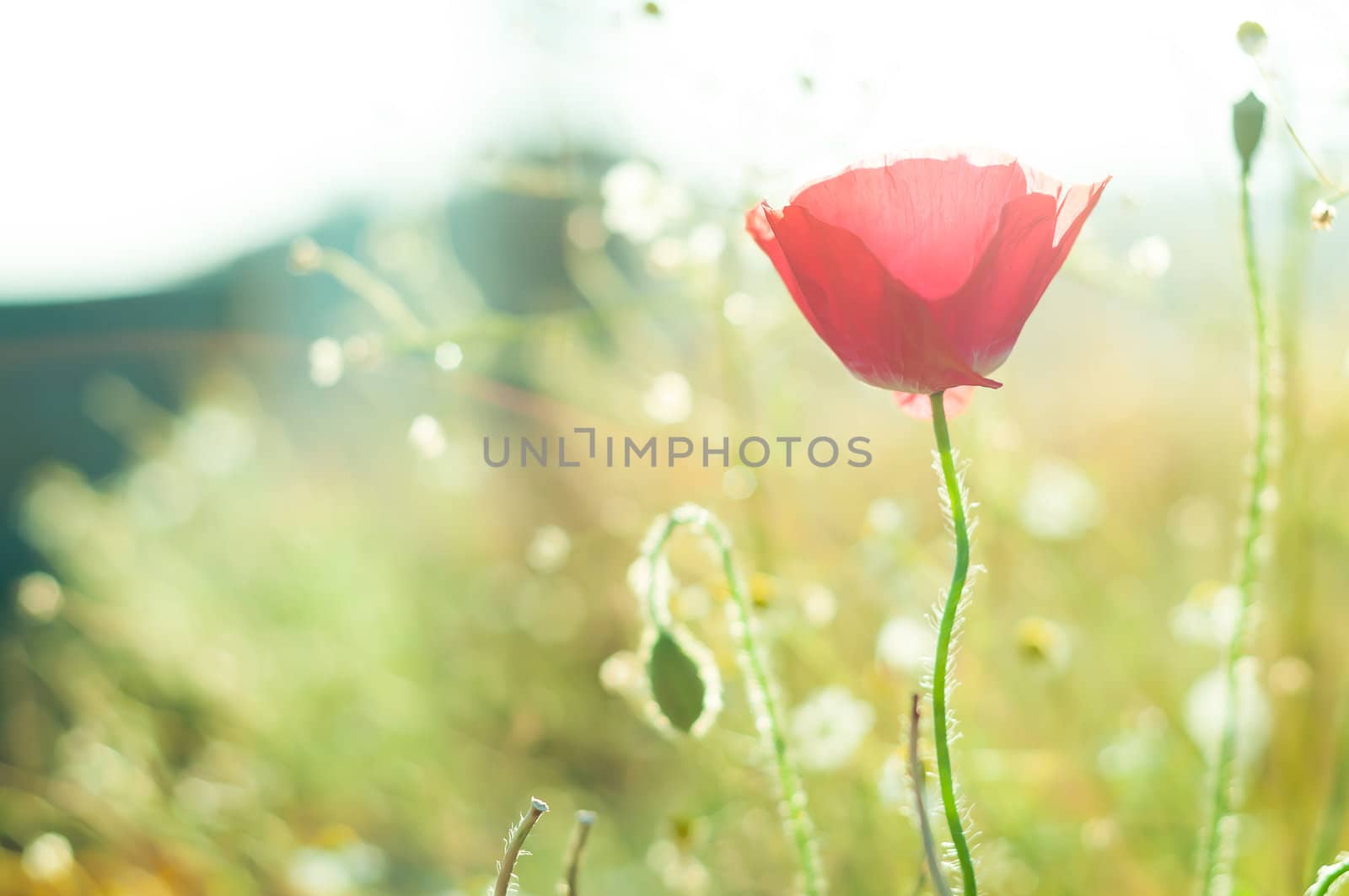 Red poppies in the field with nature light