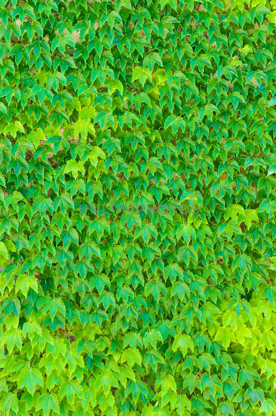Green leaves background. by Draw05