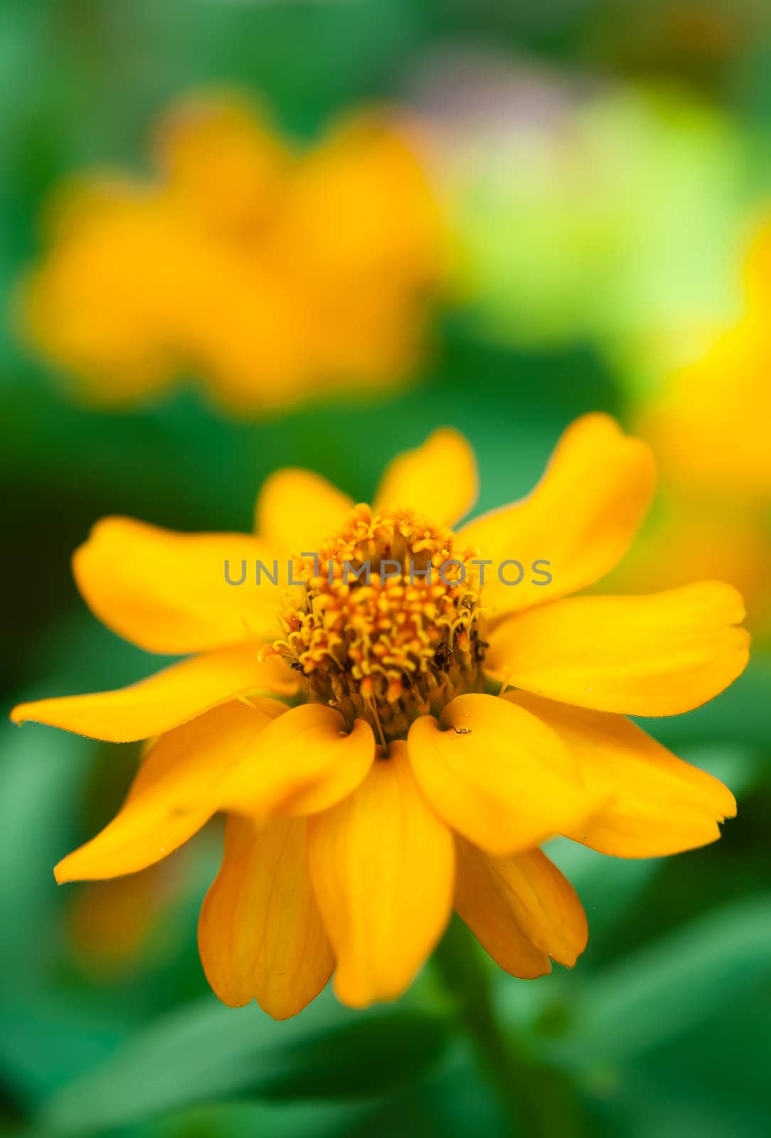 Yellow flower in garden by moggara12