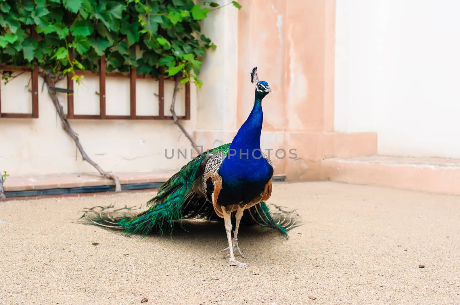 Full view of peacock 