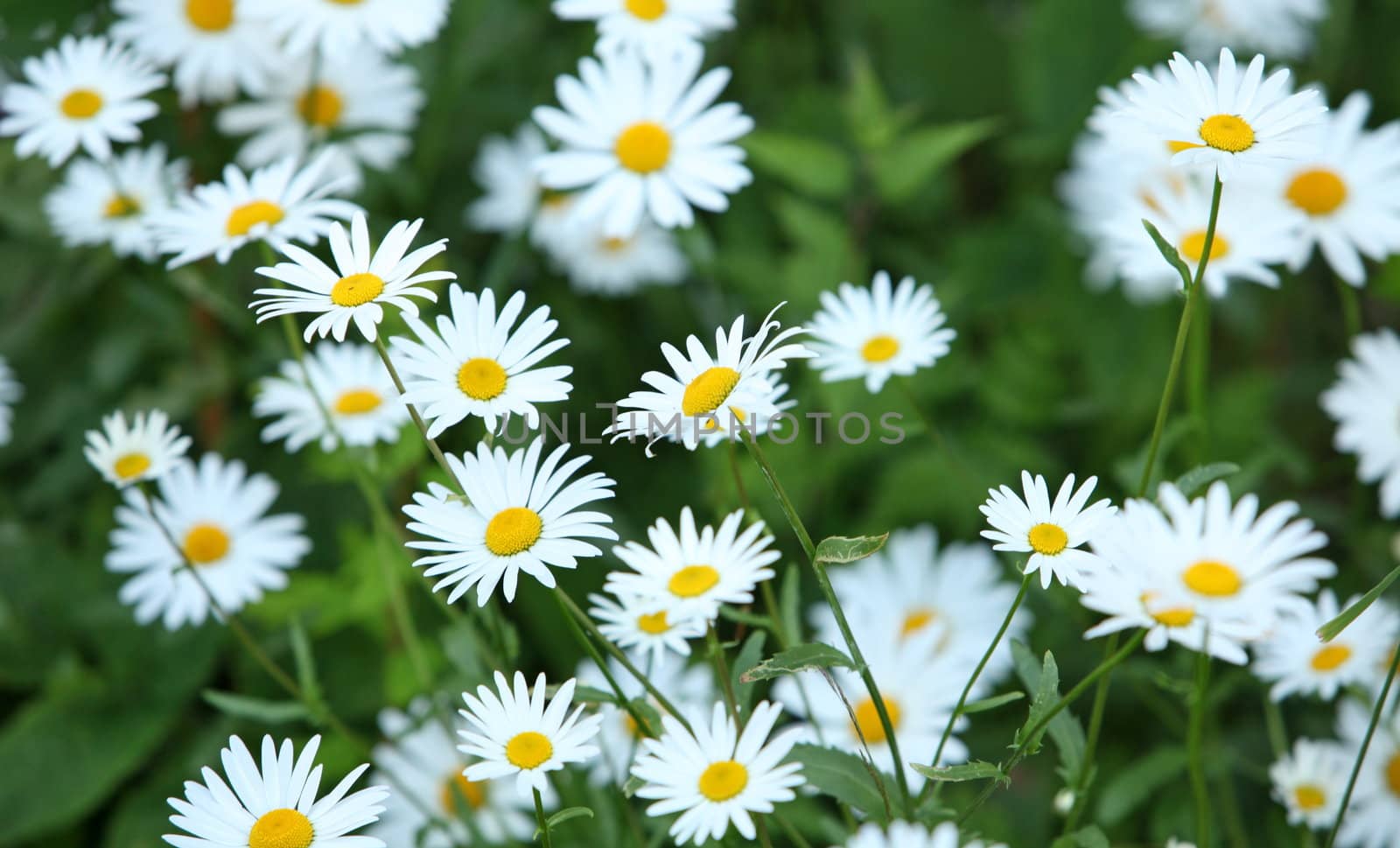 Wild daisies growing in a green field