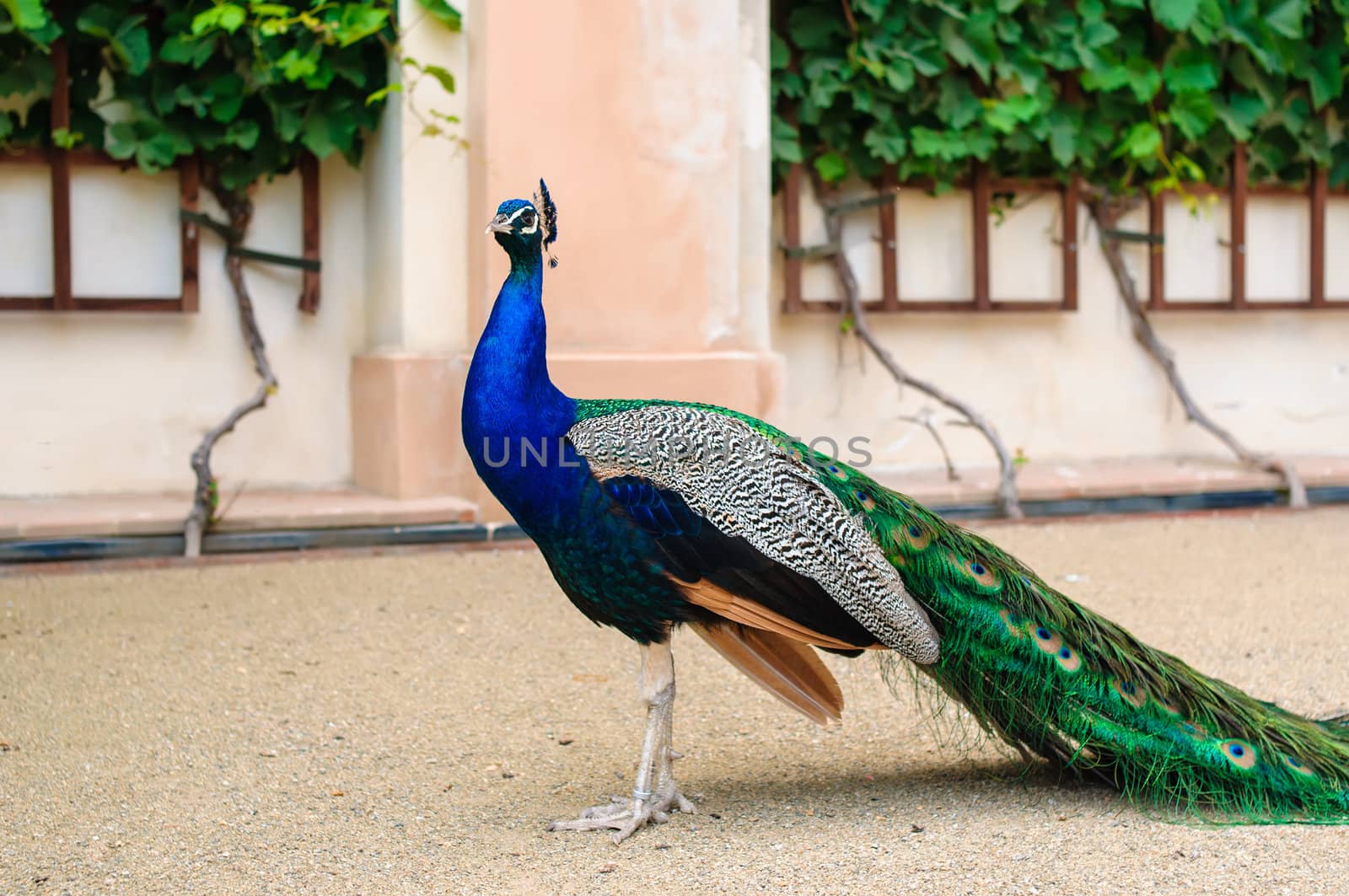 View of peacock in a zoo. Prague.