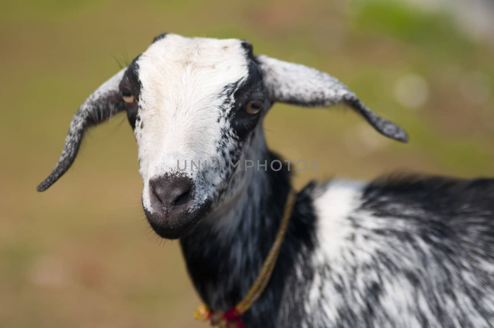 Young goat by johnnychaos