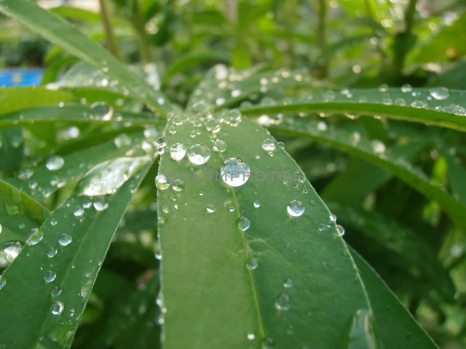 The drops on the leaves of Lupin. by GNNick