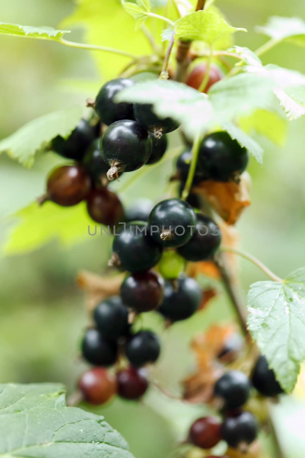 black currant branch by shebeko