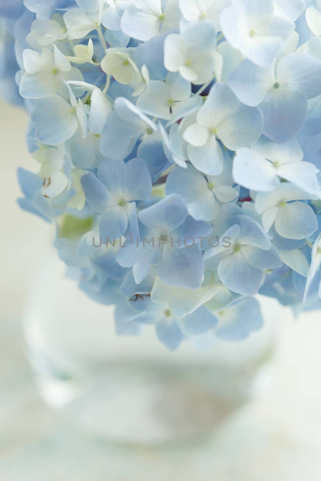 blue flower in vase