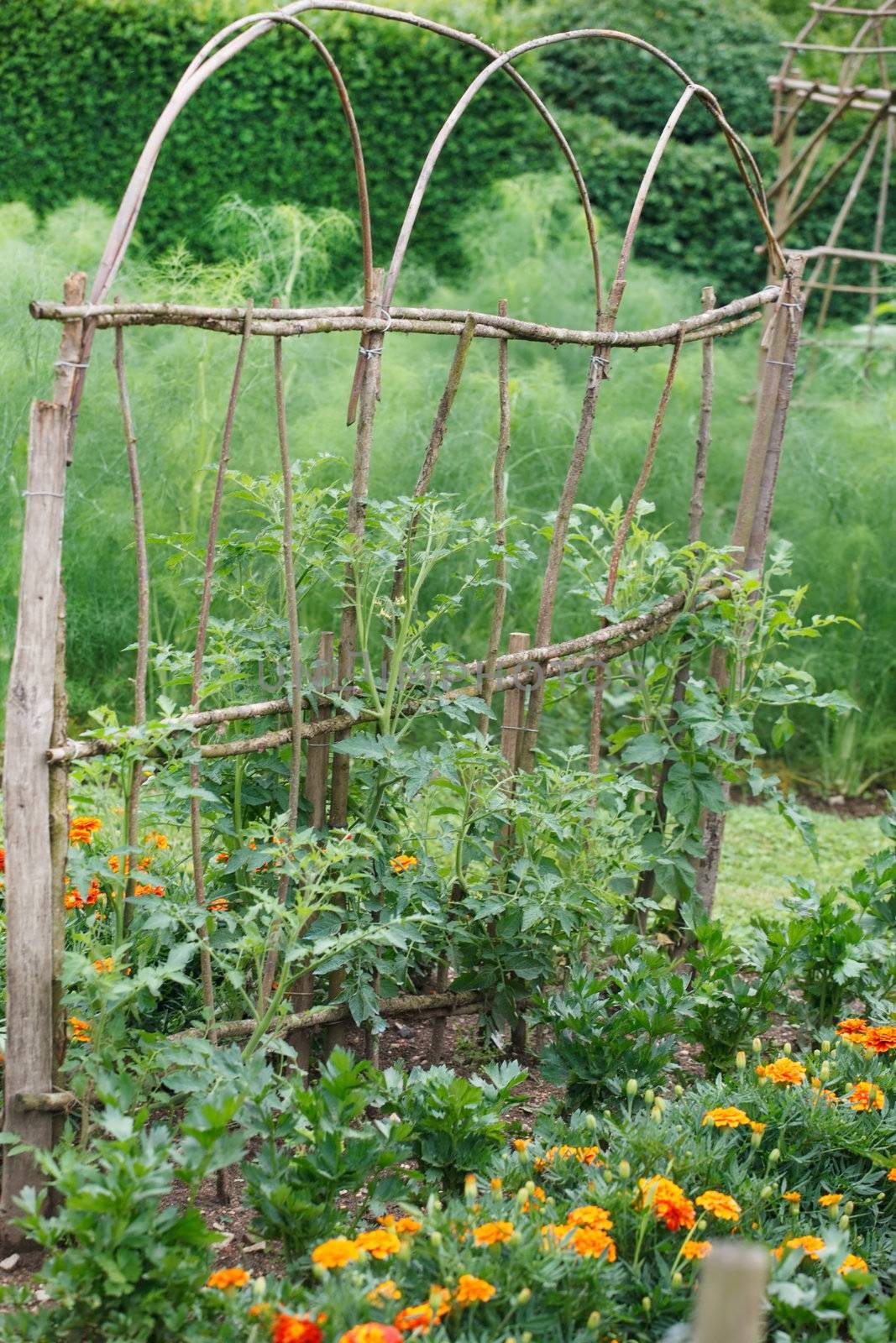 vegetable garden  by shebeko