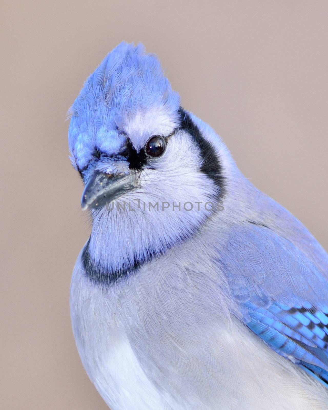 Closeup Of A Blue Jay by brm1949