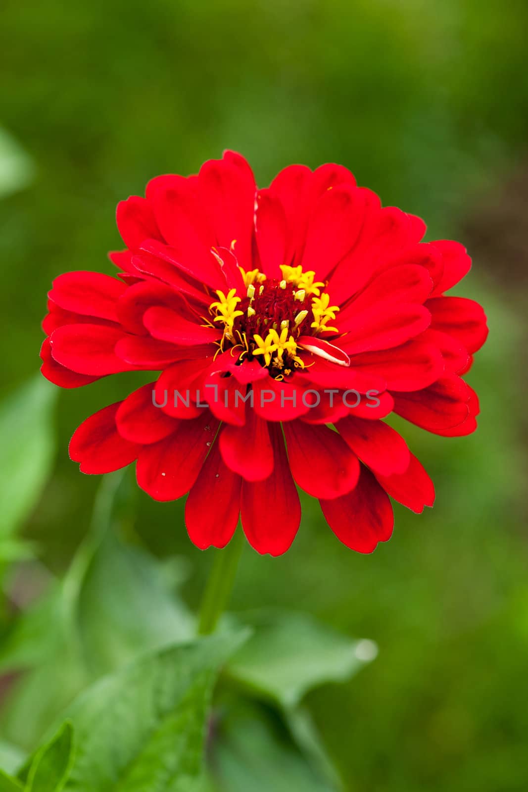 Red Zinnia  by shebeko