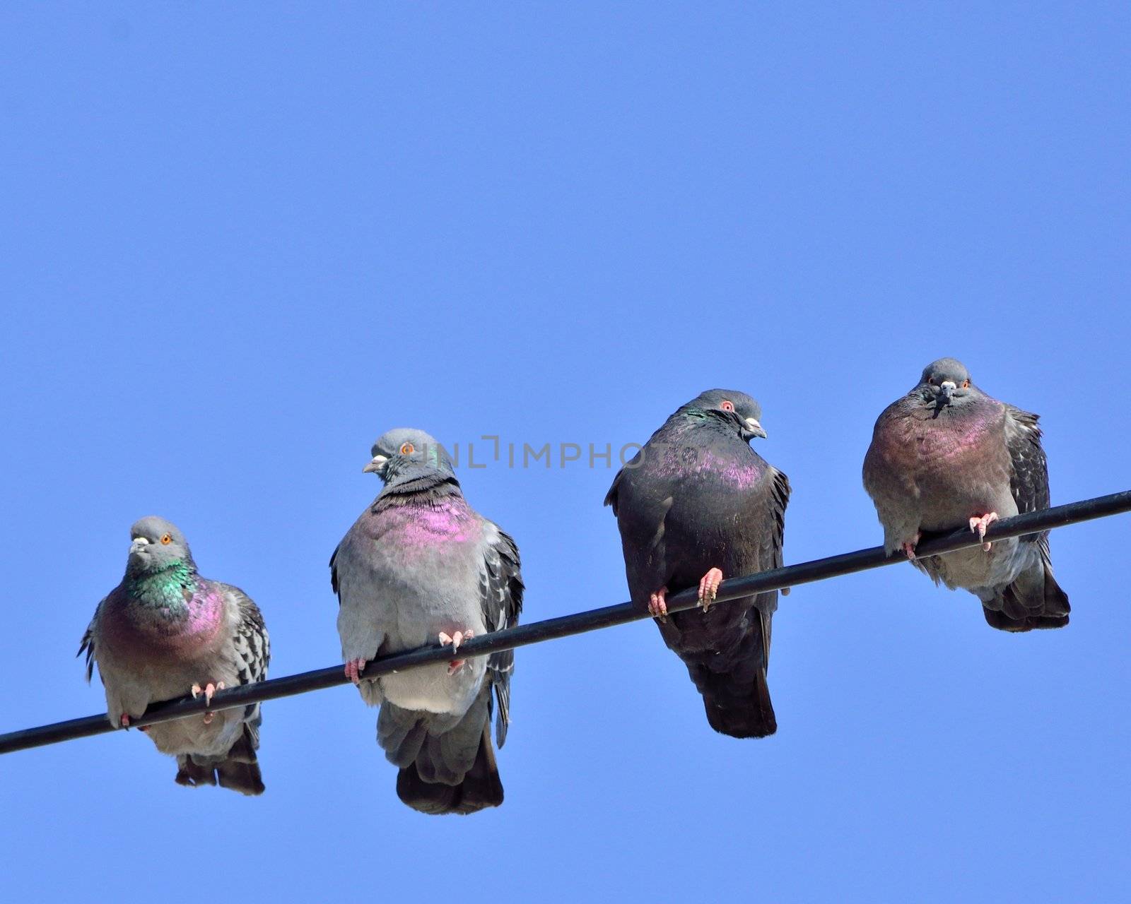 A group of pigeons perched on a power line against a blue sky.