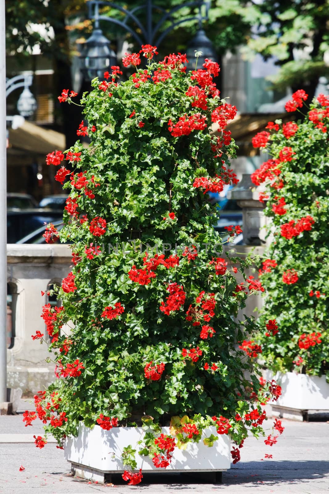 red geranium by shebeko