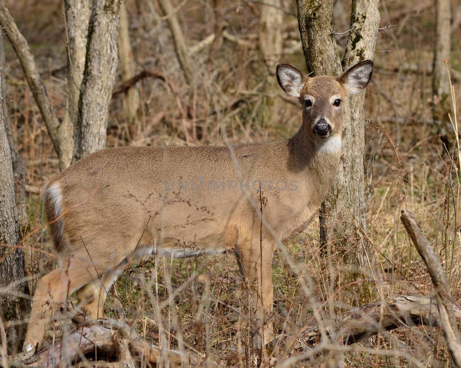Whitetail Dee Doe standing in the woods.