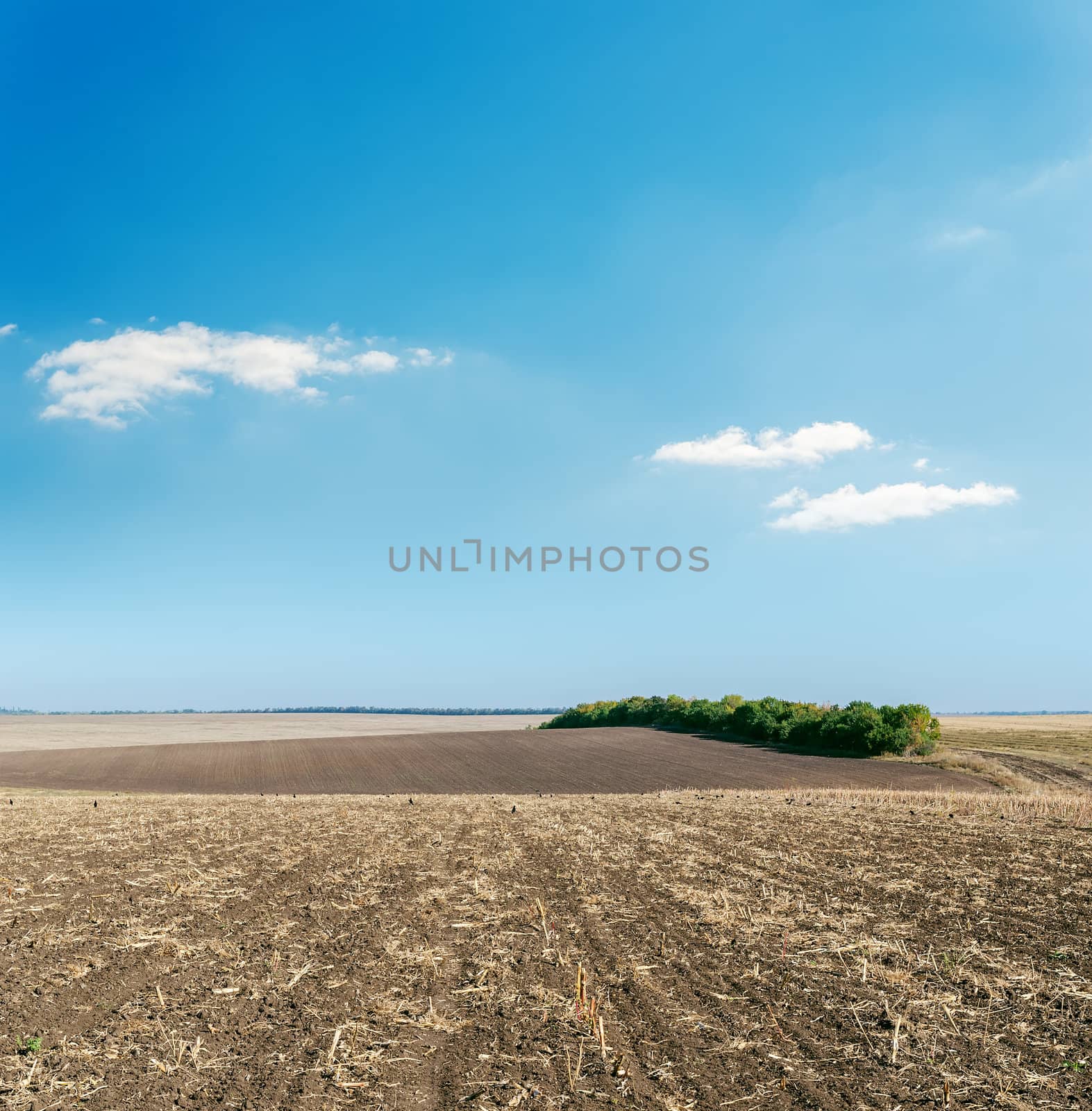 plowed field in autumn under light cloudy sky by mycola