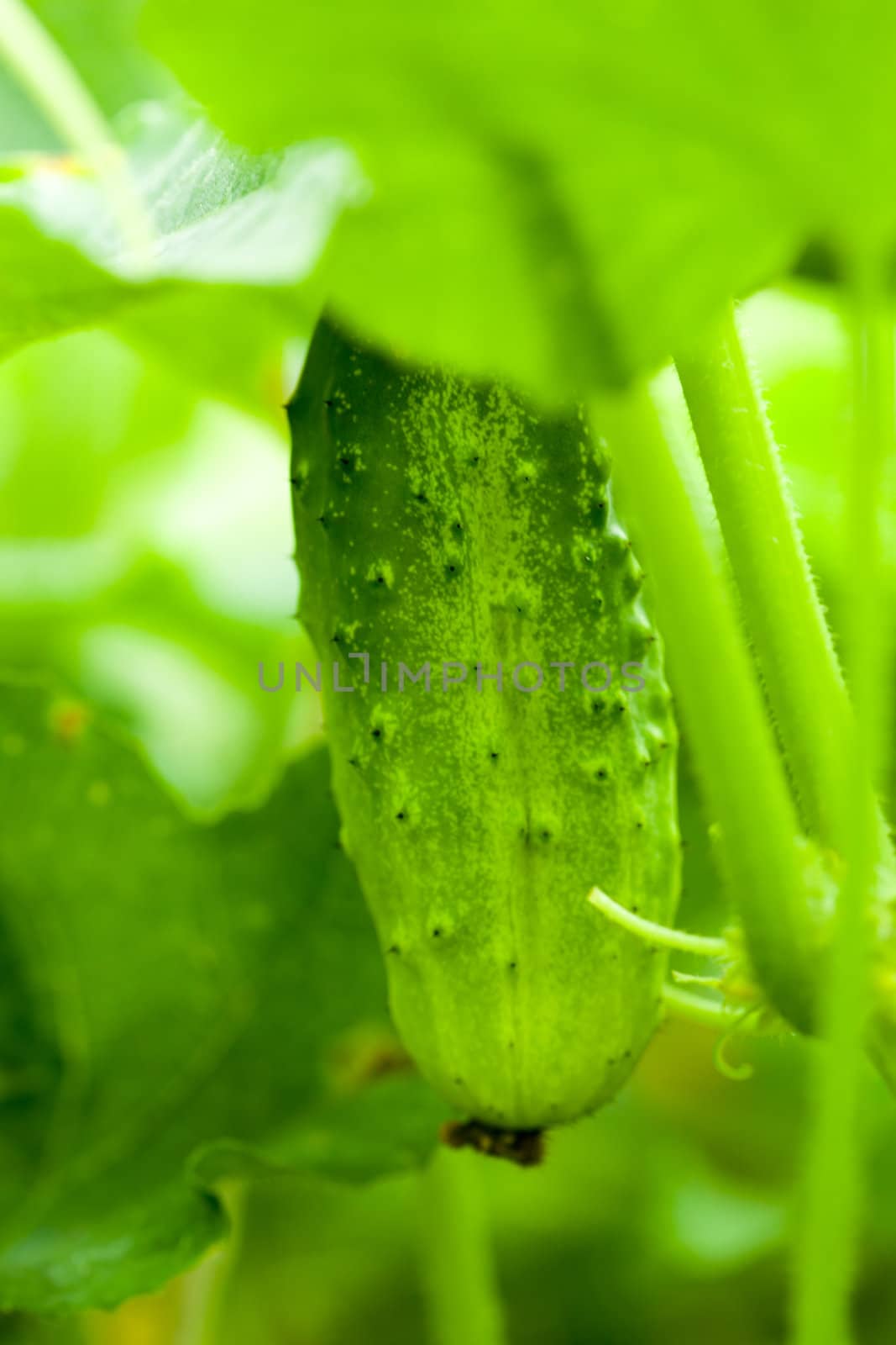 young cucumber by shebeko