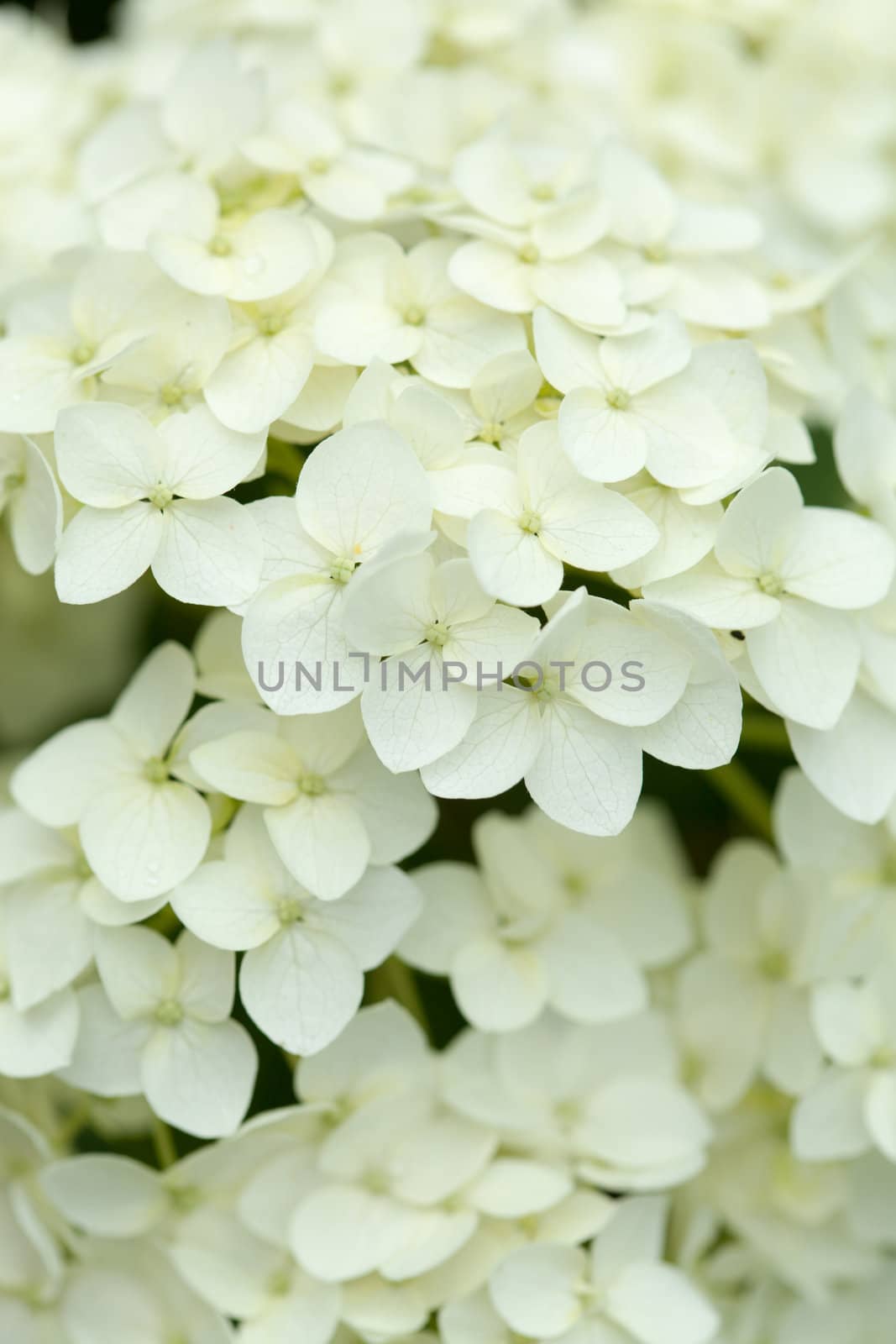 white hydrangea by shebeko